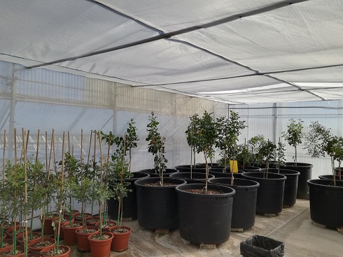 Más información en: Registro de variedades del MAPA. Oficina Comunitaria de Variedades Vegetales (CPVO) Unión Internacional para la protección de las obtenciones vegetales (UPOV)