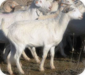 CIAPA. Razas Autóctonas en Peligro de Extinción: Cabra Blanca Celtibérica. IRIAF