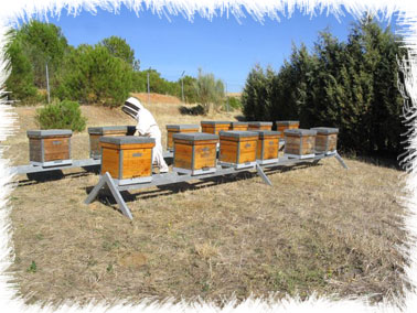 CIAPA. Área Mieles y Productos de las Colmenas. IRIAF