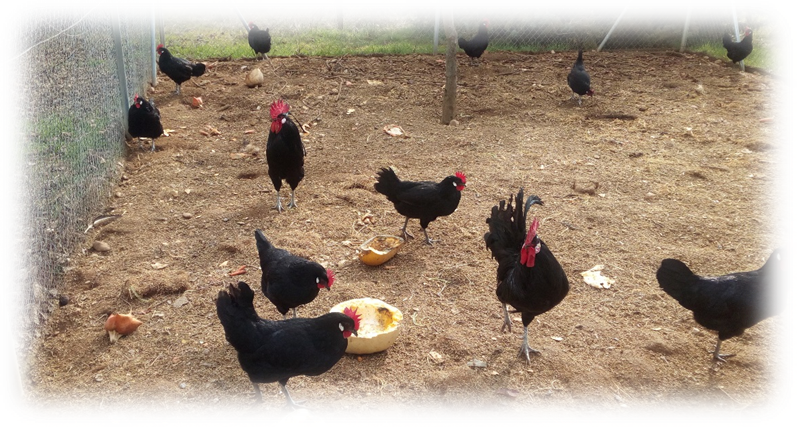 CIAPA. Razas Autóctonas en Peligro de Extinción. Gallina Negra Castellana. IRIAF