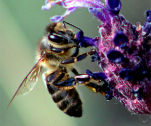 Proyecto de la investigadora Dra. Raquel Martín Hernández.
