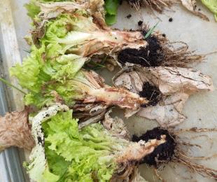 Biosolarización como alternativa al uso de sustancias químicas