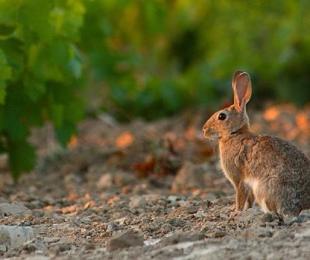 Lagomorfos analizados por Investigadores IRIAF
