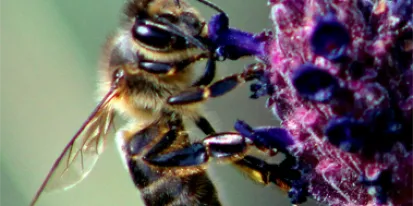 Proyecto de la investigadora Dra. Raquel Martín Hernández.