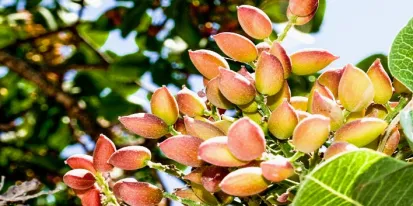 Pistachos