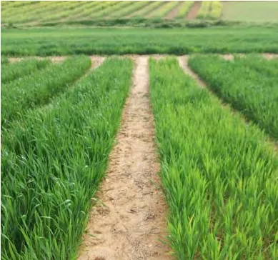 IRIAF: Campos de Cultivo Extensivo en CIAPA Marchamalo