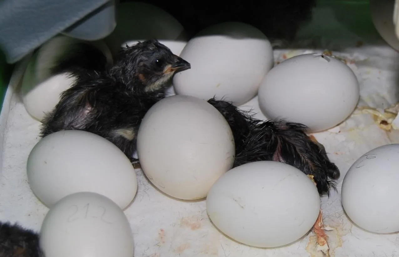 Gallina Negra Castellana