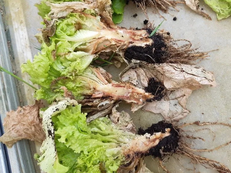 Biosolarización como alternativa al uso de sustancias químicas