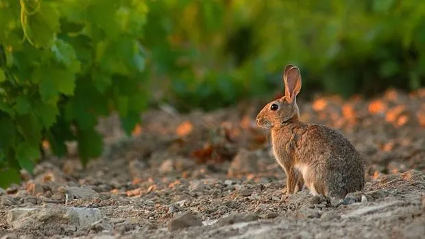 Lagomorfos analizados por Investigadores IRIAF